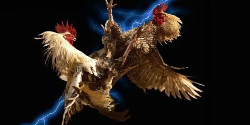 Đá gà Mỹ – Tham gia kịch tính, săn thưởng đỉnh cao cùng Jun88 6 Kinh nghiệm phân tích phong độ chiến kê qua dữ liệu lịch sử